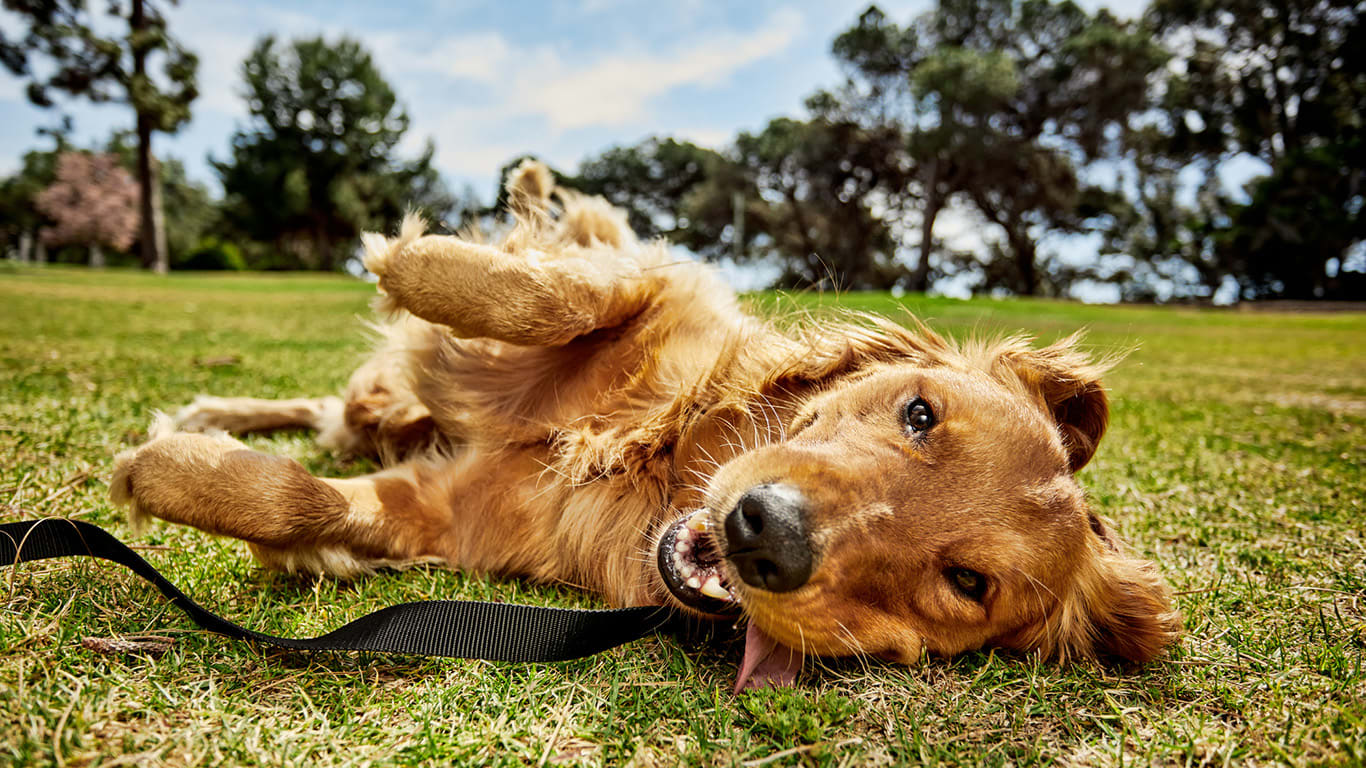 Help Treat & Relieve Dry Dog Skin & Allergies Symptoms Petco